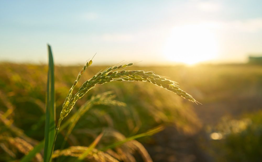 Hybridlandwirtschaft kombiniert verschiedene Anbaumethoden.