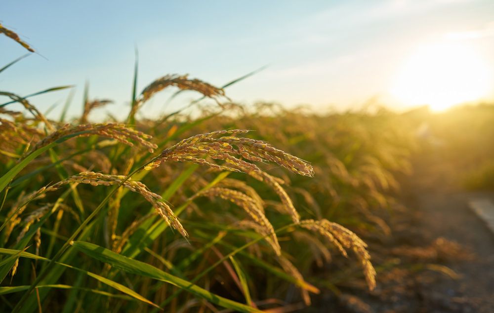 Ökologische Landwirtschaft liegt im Trend